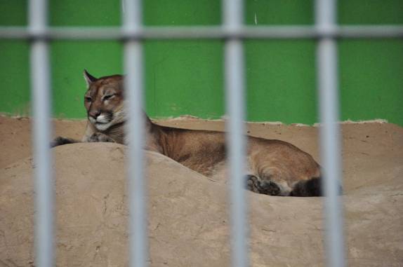 Onça parda no pequeno zoológico do Parque Chico Mendes, em Rio Branco, no Acre